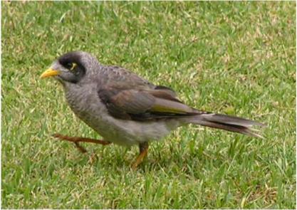 Noisy Miner Noisy Miner